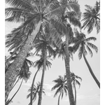 Palm Trees in Black & White