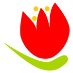Červený tulipán