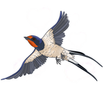 Swallow / vlaštovka