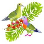 Pink necked green pigeons