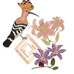 Eurasian hoopoe / dudek chochola