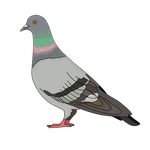 Pigeon / holub