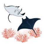 Manta ray / Manta obrovská