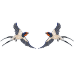 Swallow / vlaštovka 2