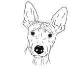 Americký bezsrstý teriér