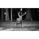 Deer Forest 120x70