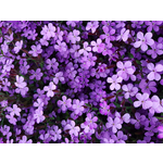 fialové kytky pozadí