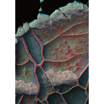 Abstraktní textura #1 