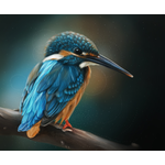 Ledňáček říční