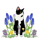 Tuxedo cat