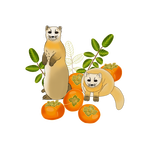 Japanese Marten and persimmon fr