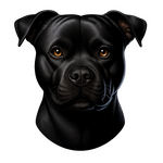 Staffbull - vážný pohled