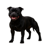 Staffbull stojící a smějící se