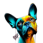 Francouzský buldoček – barevný p