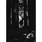 nedokonalost na výšku 